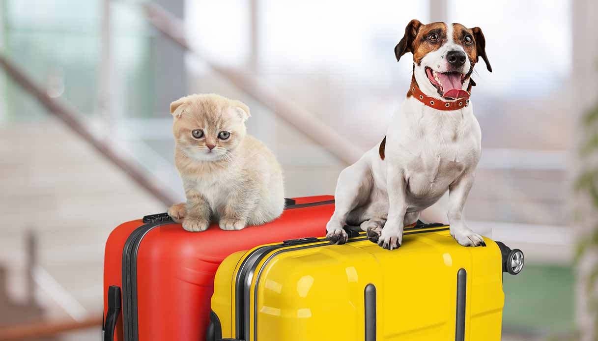 Guida ai viaggi con animali: cosa sapere prima di partire