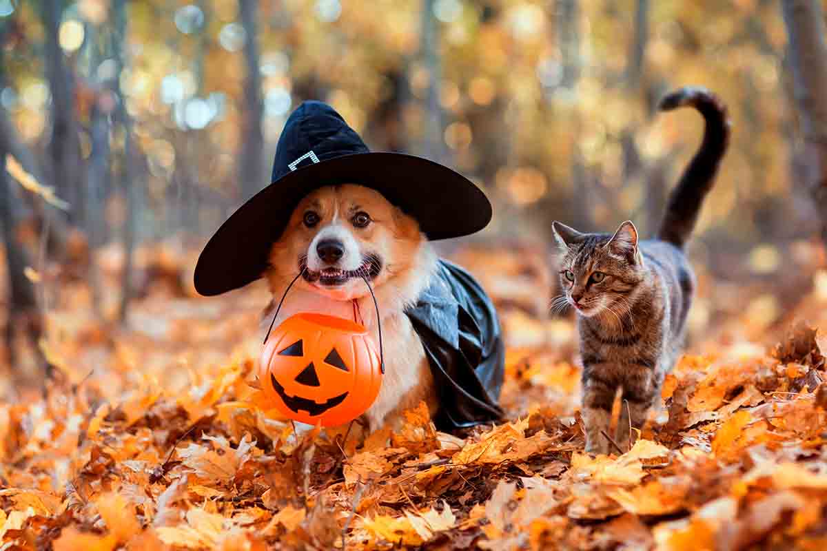 Halloween con cani e gatti: decorazioni, dolci e rumori a cui fare attenzione