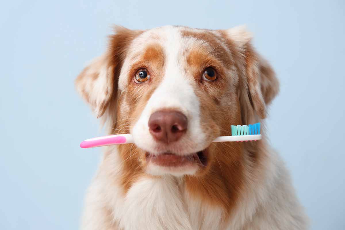 Come prendersi cura dell'igiene dentale del cane