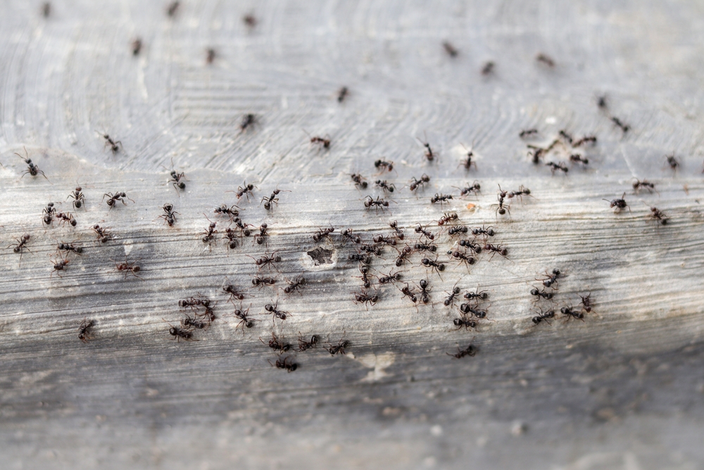 Combatti le formiche d'estate: basta creare un infuso naturale