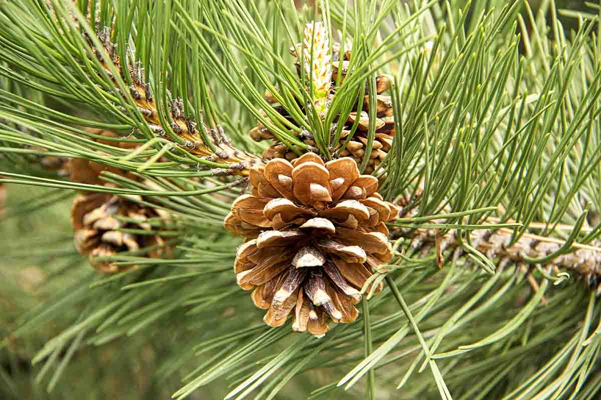 Riciclo creativo: lavoretti con foglie e pigne