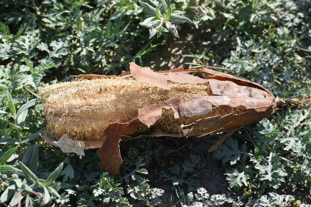Come coltivare le spugne di luffa e a che cosa servono