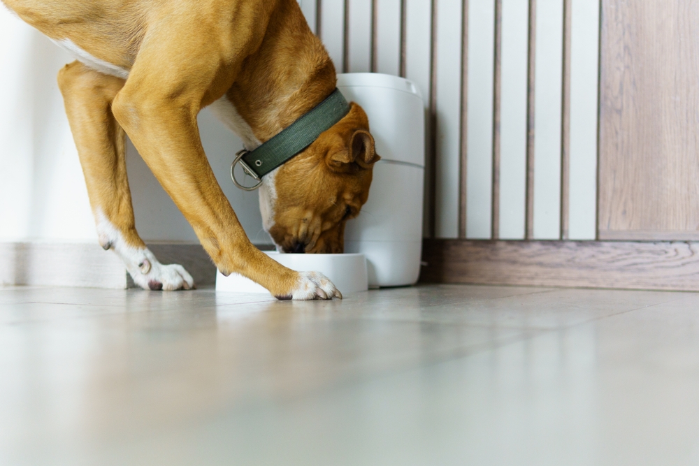 Mangiatoie automatiche per cani: come funzionano e perché sceglierle