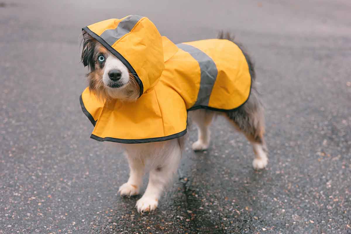 Coperte e mantelli invernali per cani: guida all’acquisto