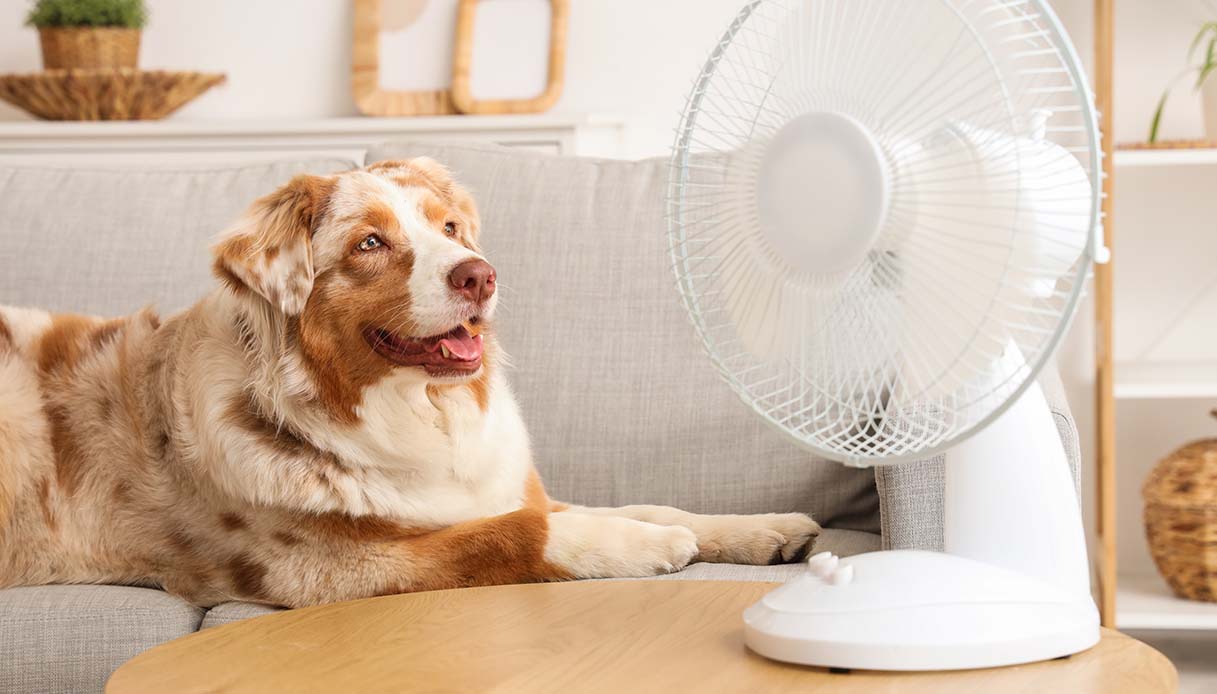 Come mantenere fresca la casa per gli animali