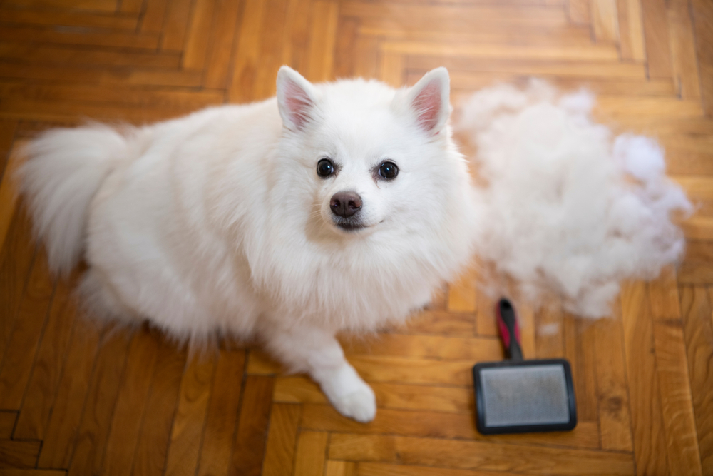 Muta autunnale del pelo: come aiutare cane e gatto al cambio di stagione