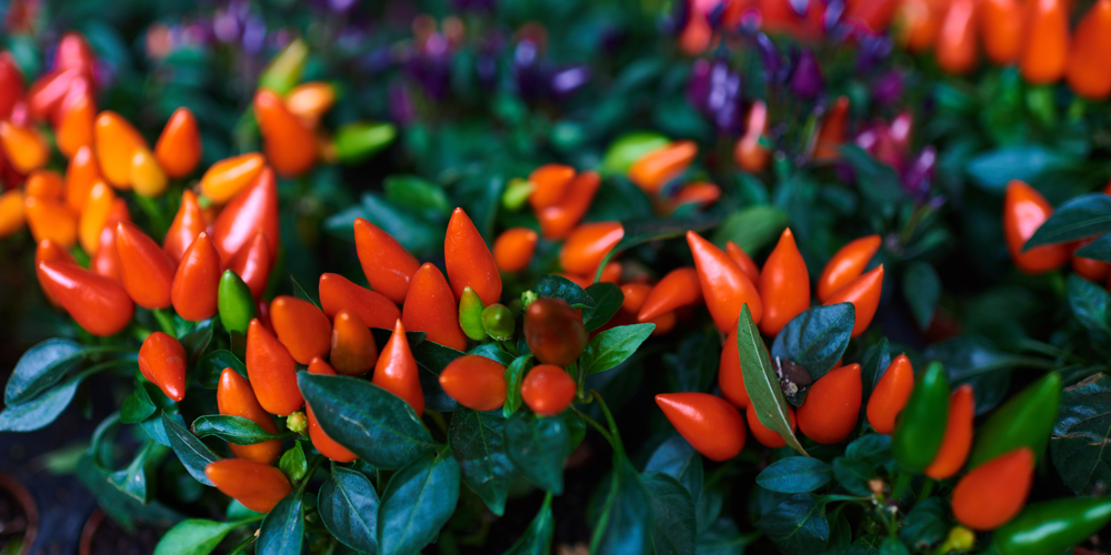 4 Must-Have per colorare il tuo orto sul balcone