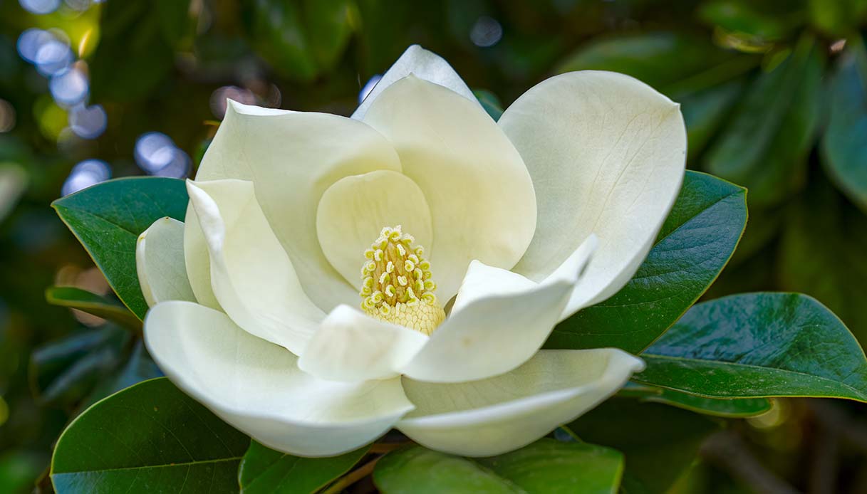 I nostri parchi fioriti preferiti da visitare in Italia