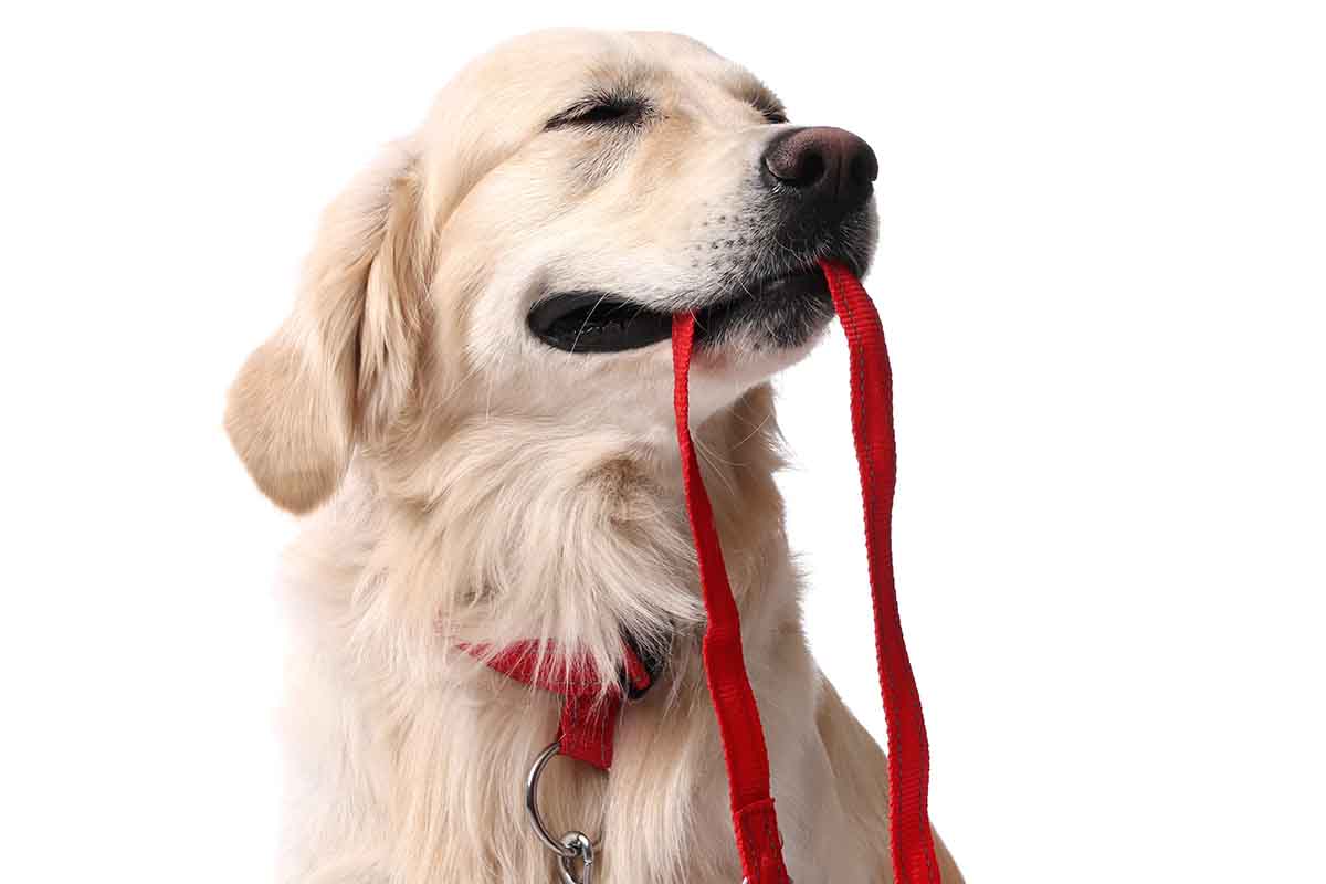Come uscire in passeggiata con il cane: 10 consigli utili