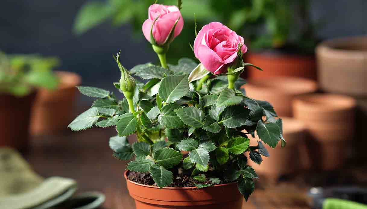 Cura delle rose in inverno: come proteggerle