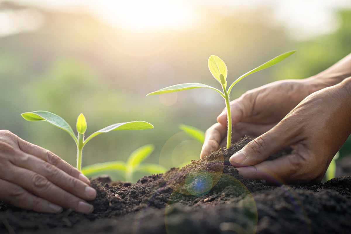 Qual è la pianta più resistente al mondo?