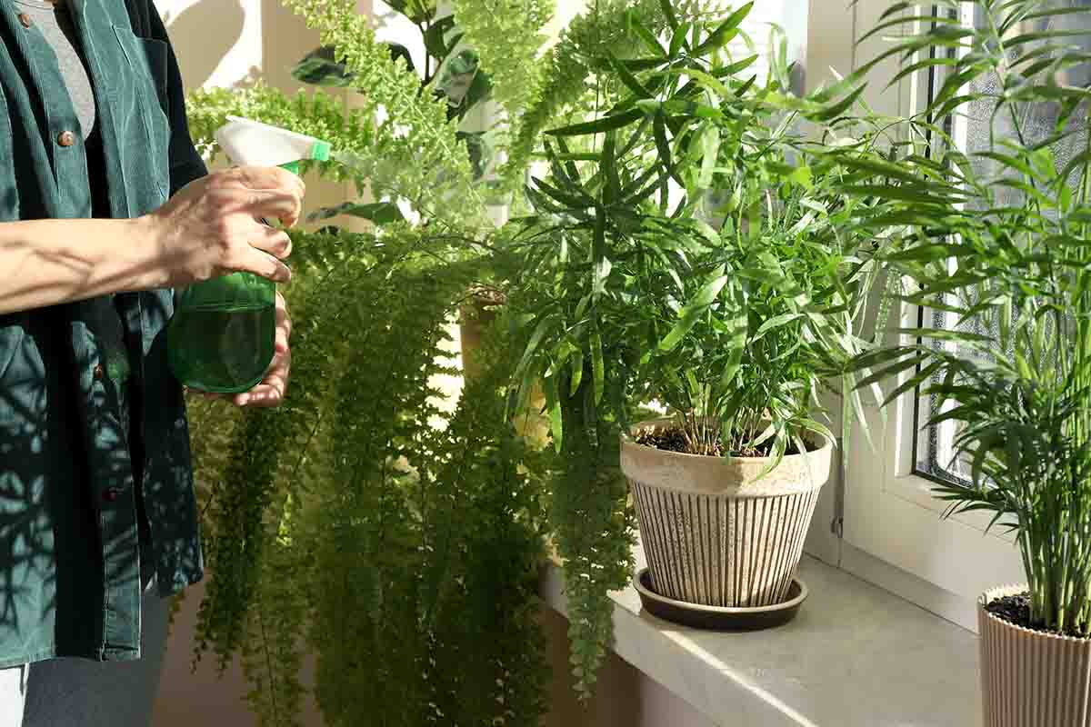 Qual è la pianta che porta fortuna in casa?