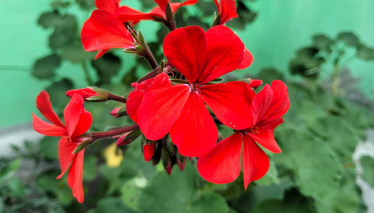 Piante facili da gestire senza stress: le nostre preferite