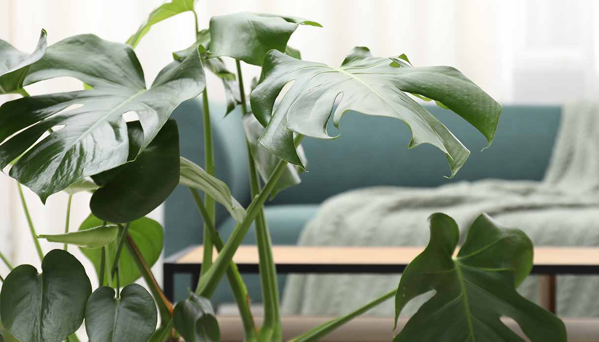 Le piante da interno facili da curare