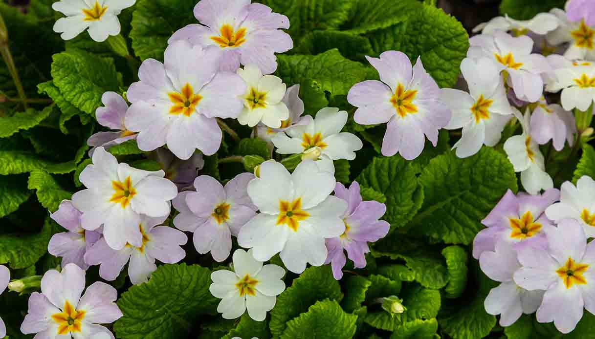 Le piante di marzo perfette per dare il benvenuto alla primavera