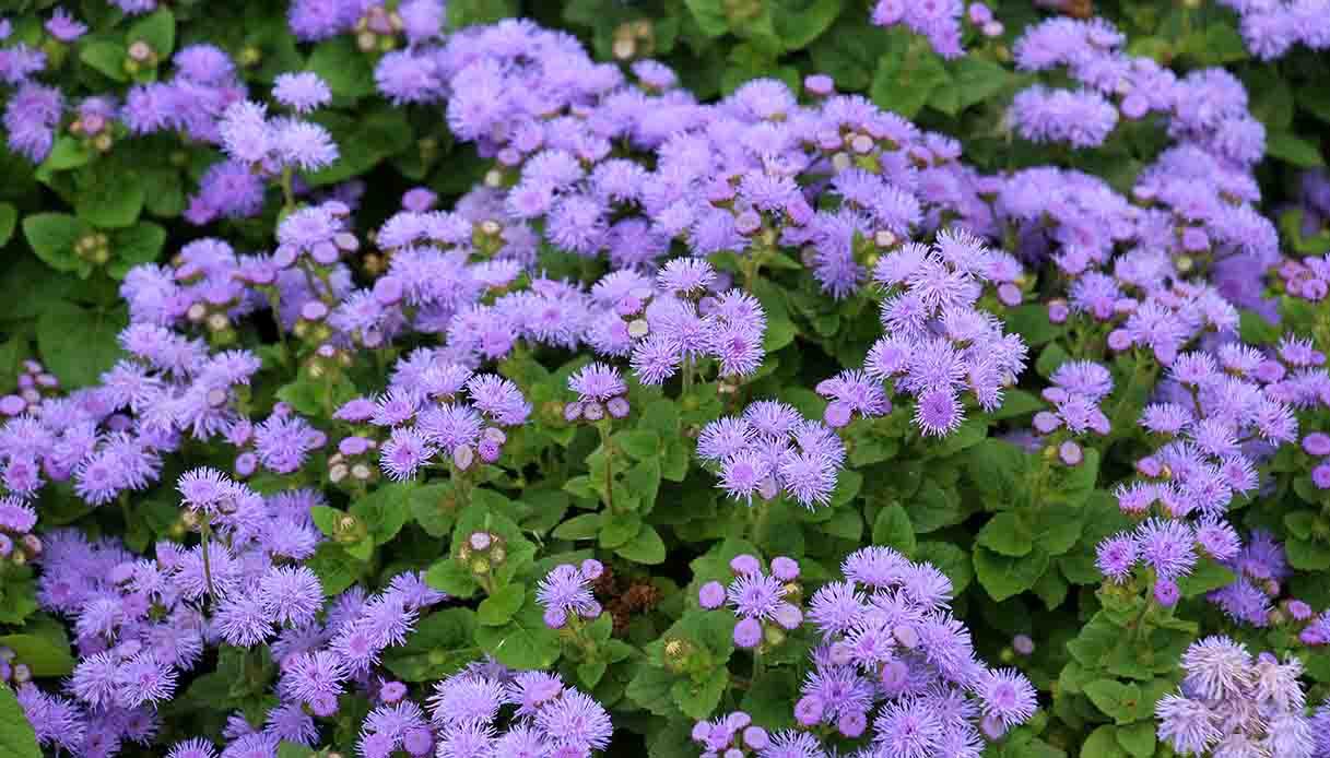 Potatura delle piante ornamentali: 8 regole da conoscere