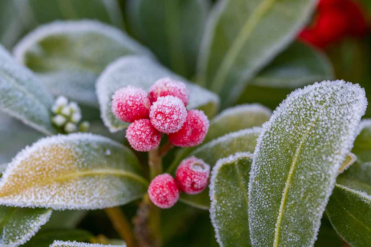 Come proteggere le piante dalle prime notti fredde