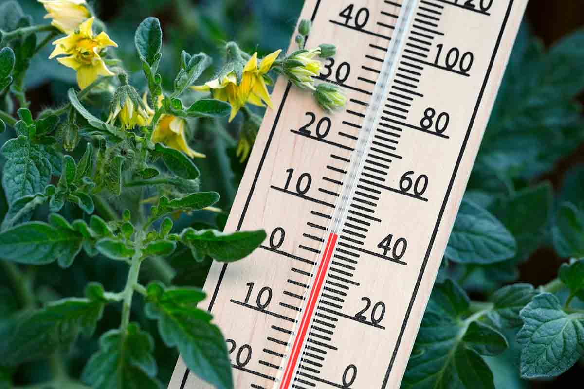 Come proteggere le piante dal freddo e dal gelo