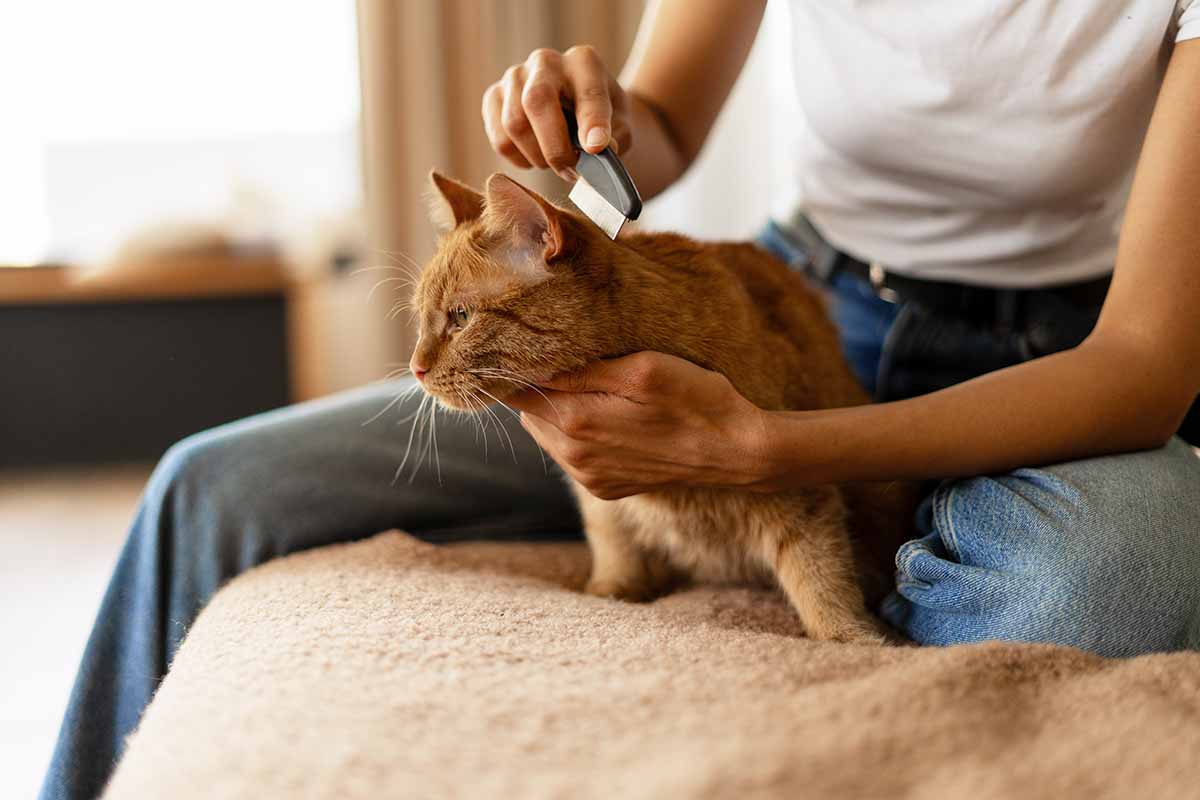Prevenzione pulci e zecche in autunno: 7 cose da sapere