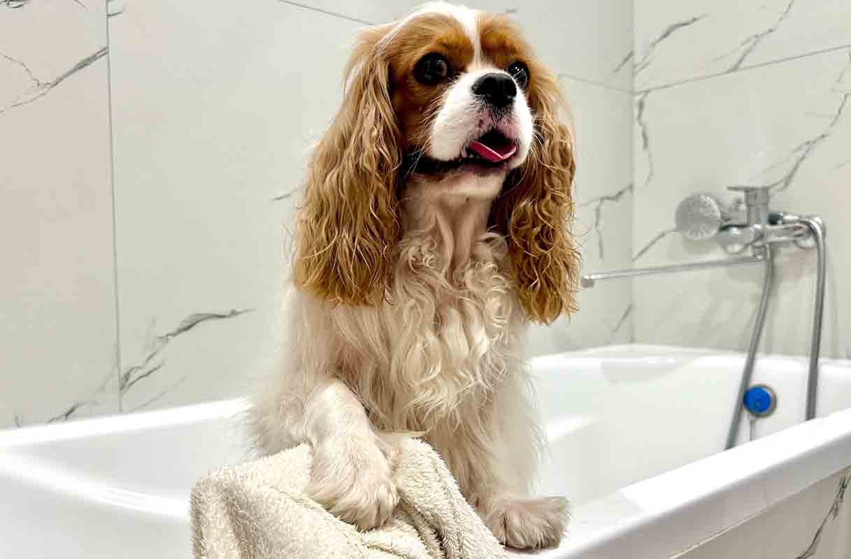 Perché non dovremmo mai dimenticare di pulire le zampe del cane al rientro a casa