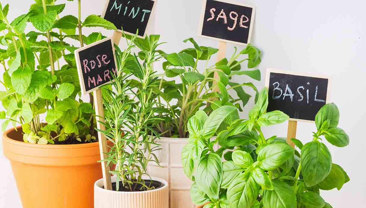 Le ricette con erbe aromatiche da provare in primavera