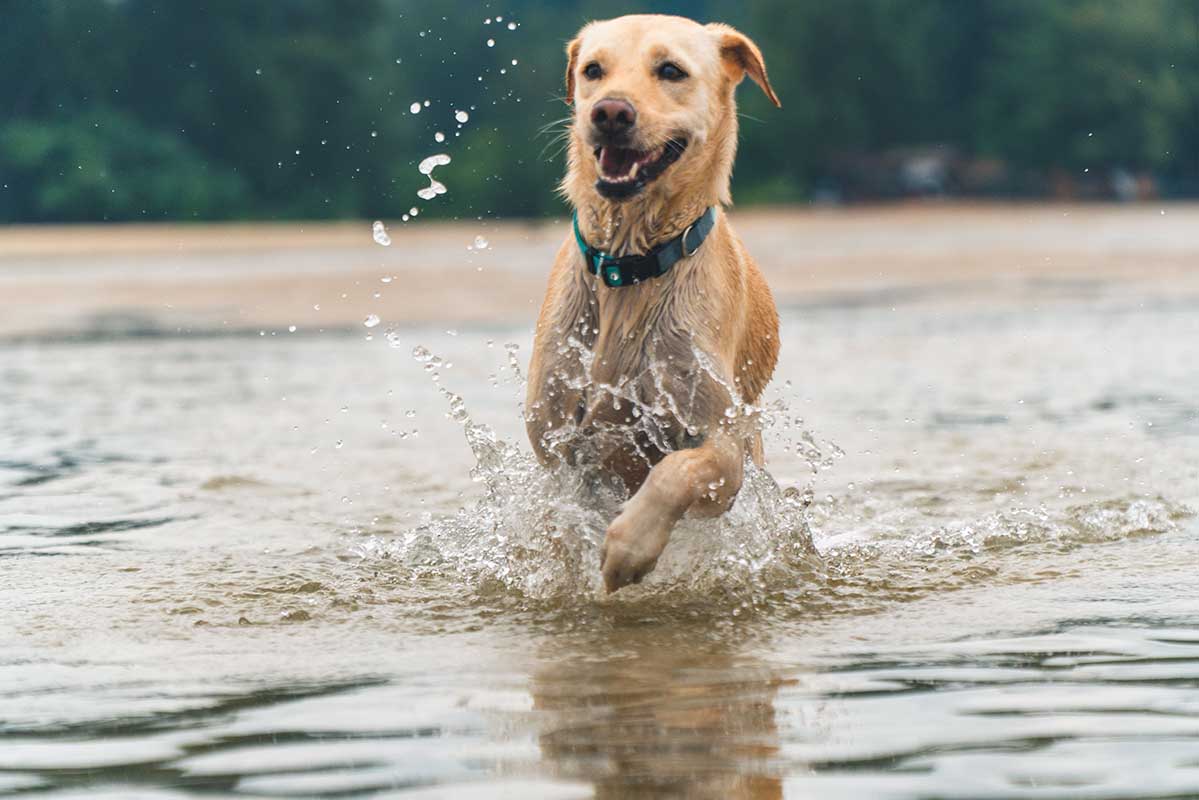 Come raffreddare un cane accaldato in estate