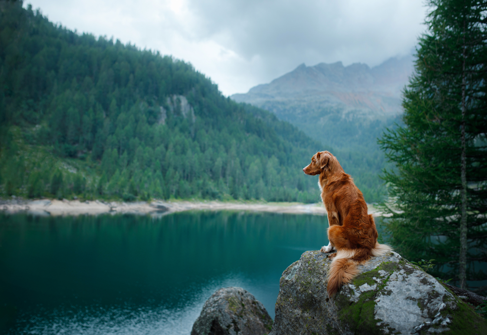 shutterstock_1442891798.jpg