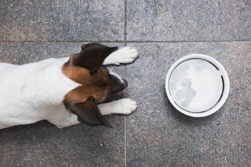 Posso dare il ghiaccio al cane