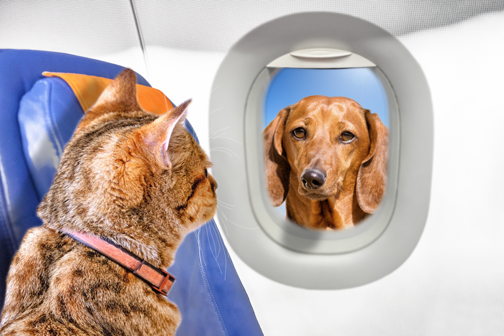 Viaggi in aereo con cani e gatti: possono stare in cabina?