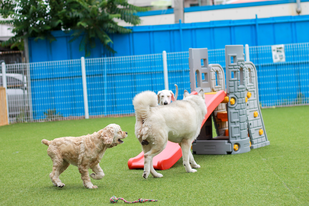 Puppy playground, perché la socializzazione è importante per i cani