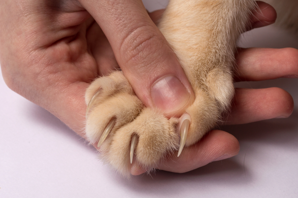 Come impedire al gatto di farsi le unghie