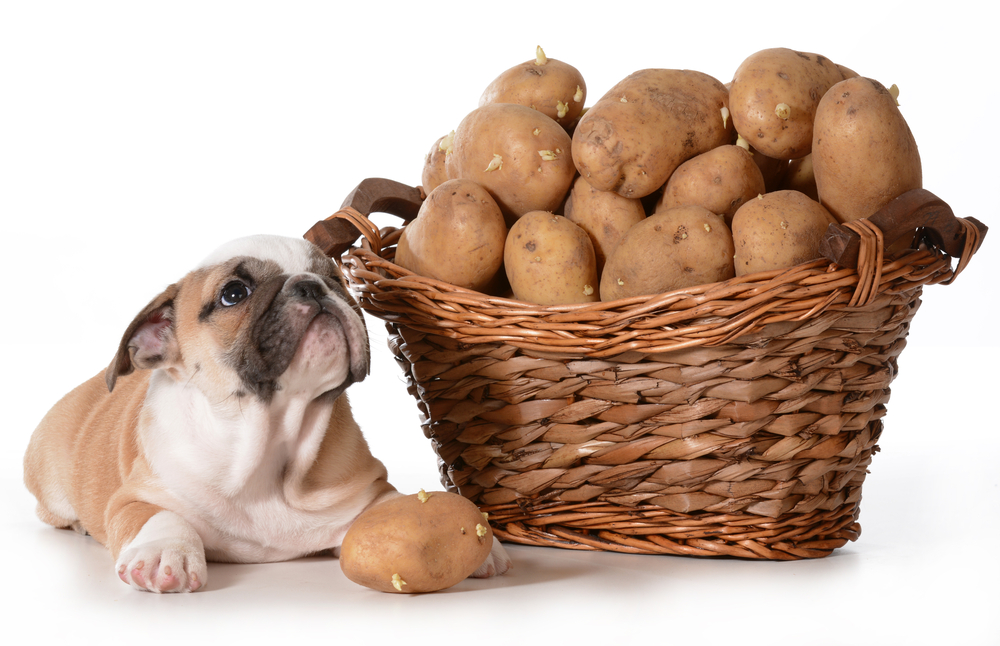 I cani possono mangiare le patate?