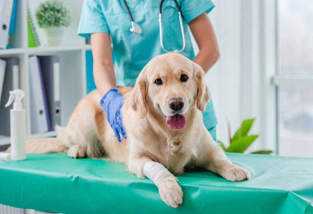 Che cosa chiedere al veterinario durante il primo controllo