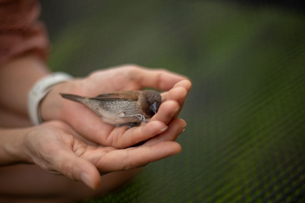 Che cosa fare se trovi un animale selvatico ferito