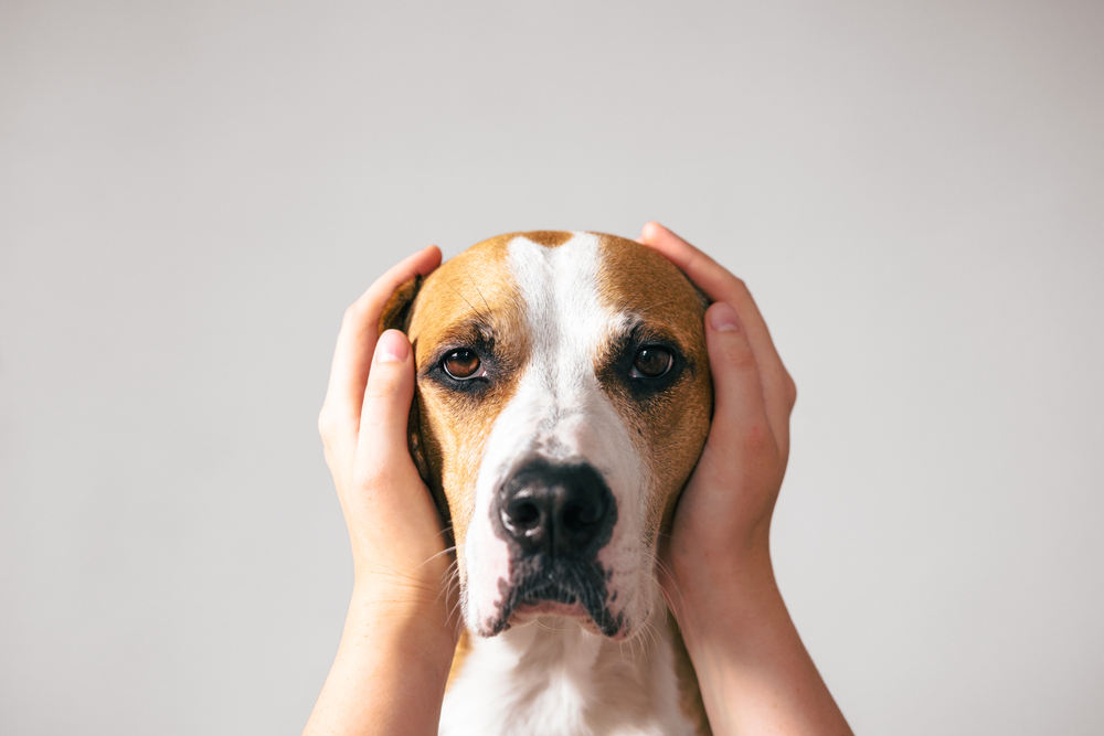 Come calmare un cane stressato