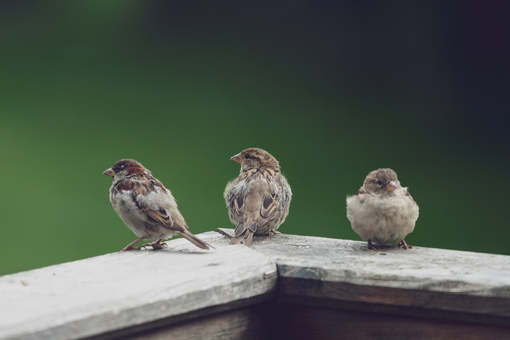 Cosa dare da mangiare agli uccelli selvatici nel tuo giardino o sul tuo balcone