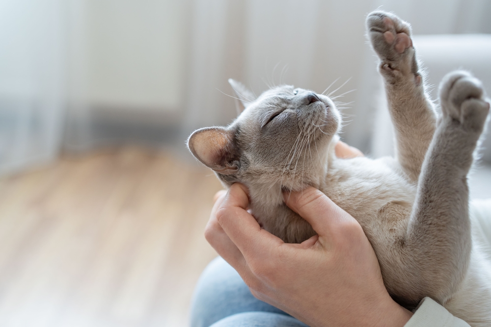 Come interpretare il linguaggio del corpo del gatto