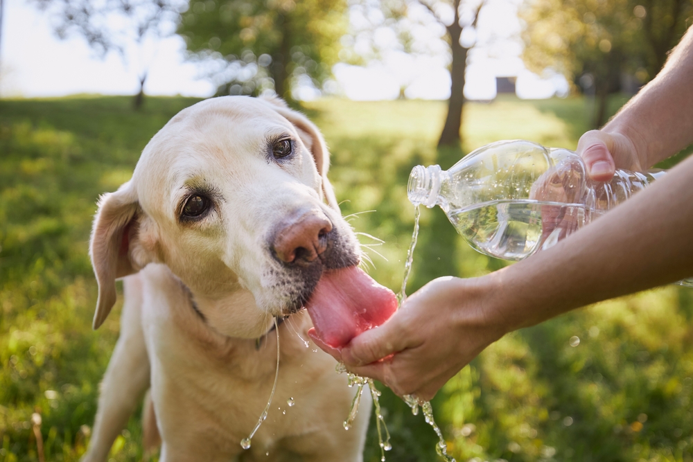 Le strategie anti-caldo per proteggere gli animali domestici