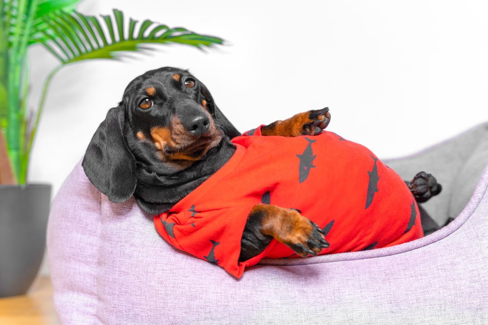 Pancia gonfia, perché ne soffre il mio cane?