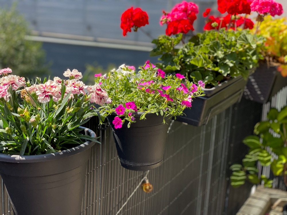 Le piante da balcone resistenti al sole cocente dell'estate