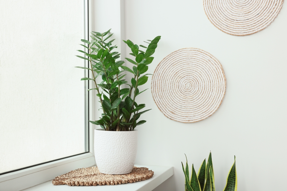 Zamioculcas, la pianta che sopravvive anche se ti dimentichi di lei
