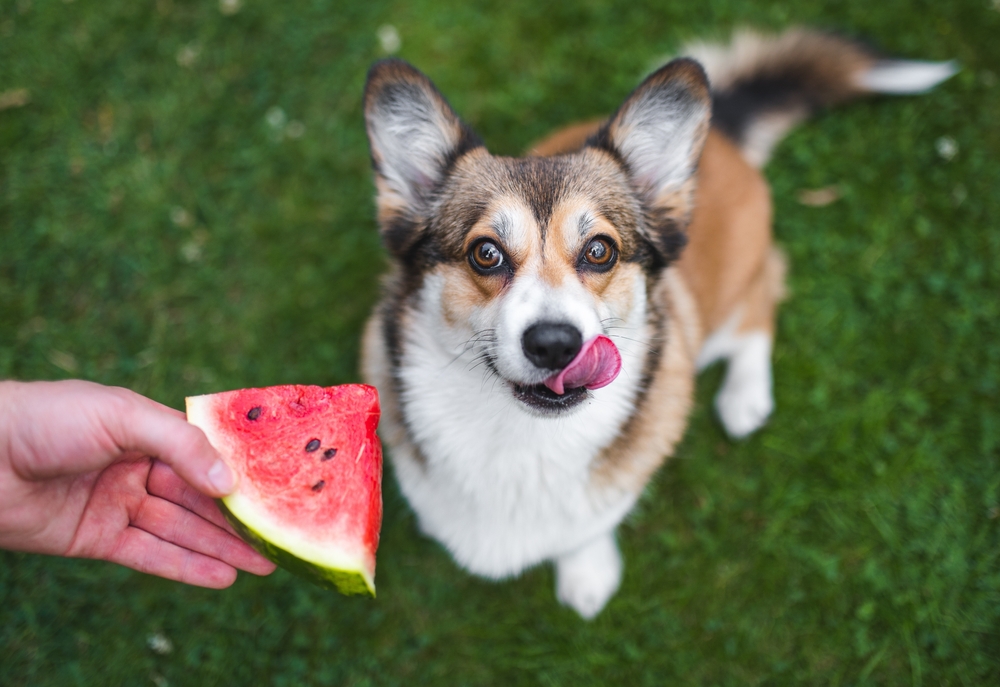I cani possono mangiare l’anguria?