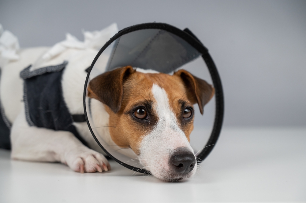 Quando è troppo tardi per sterilizzare il cane