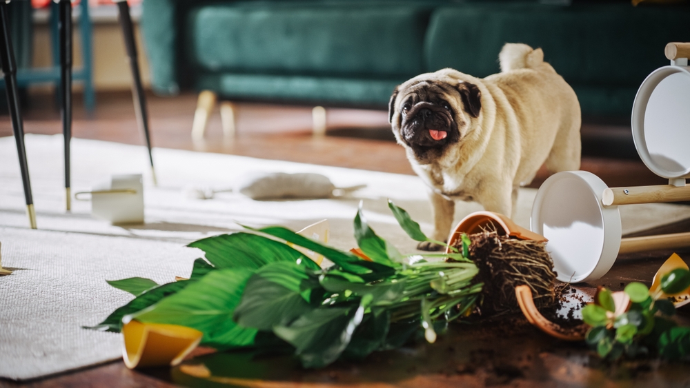 Come riconoscere i segnali di stress nel cane