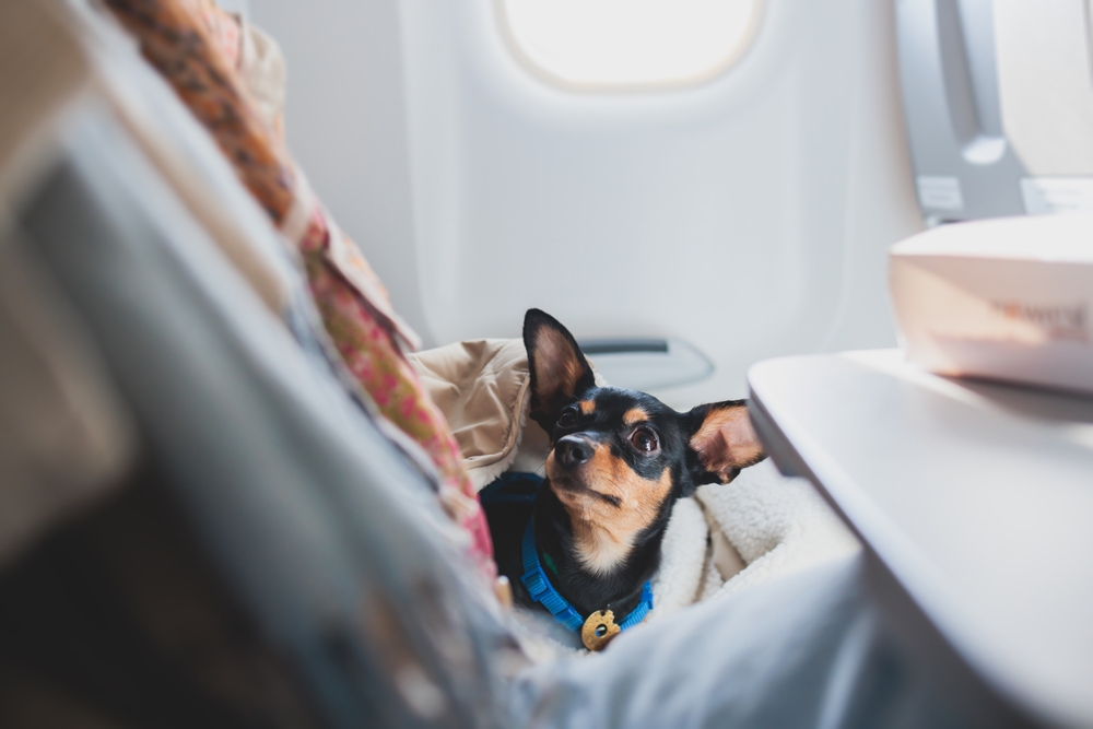 Bark Air, la compagnia aerea di prima classe per cane