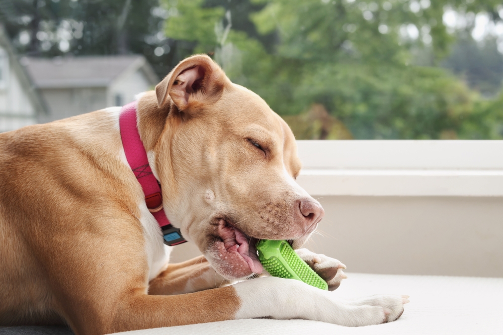 Manovra di Hemlich per cani