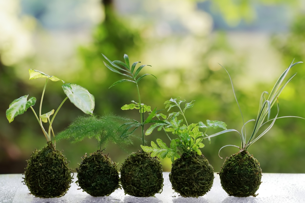 Kokedama, la tendenza piante da non perdere