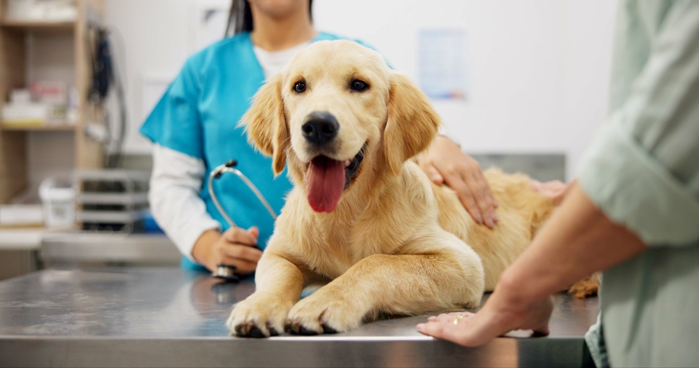 Consigli di primo soccorso per i proprietari di animali domestici