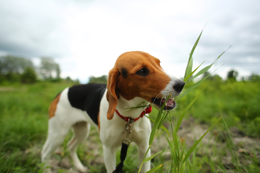 È normale che il cane mangi l'erba?