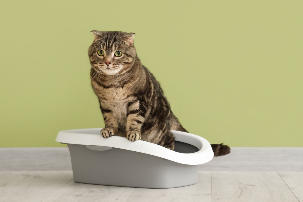 Perché  è importante controllare l’odore della lettiera dei gatti?